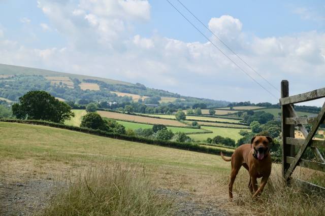Ridgeback at the gate, with view behind