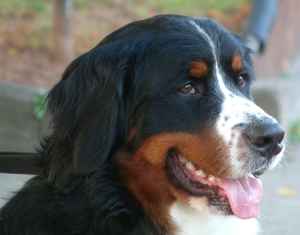 The Bernese Mountain pup