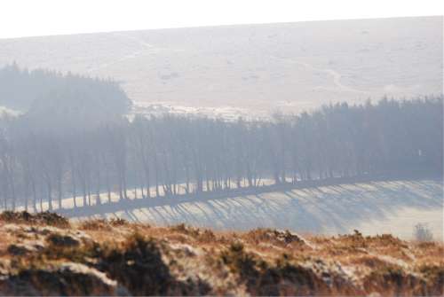 Trees casting a long shadow on the frosty grass.